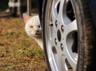 お庭の野良猫対策 ニャンコバスター【イエソトブログ】
